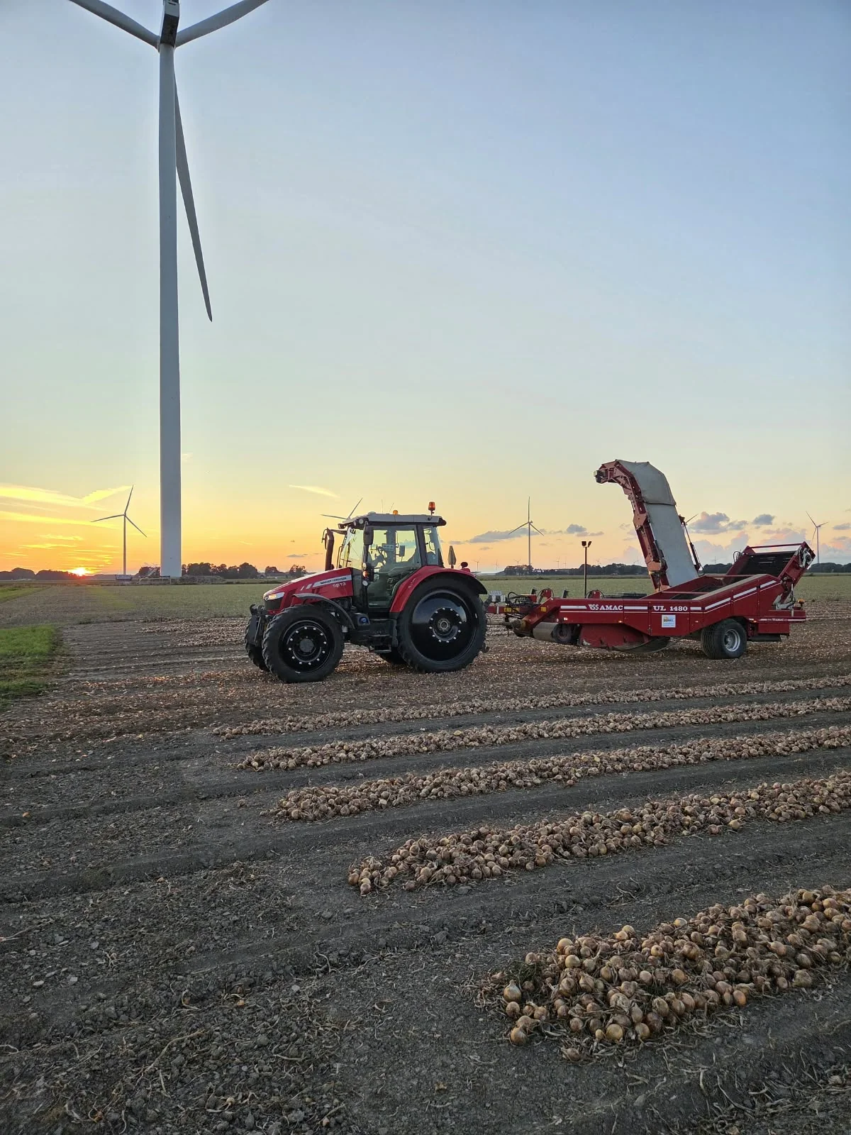 Massey Ferguson met VSS AMAC-machine op een uienperceel bij zonsondergang