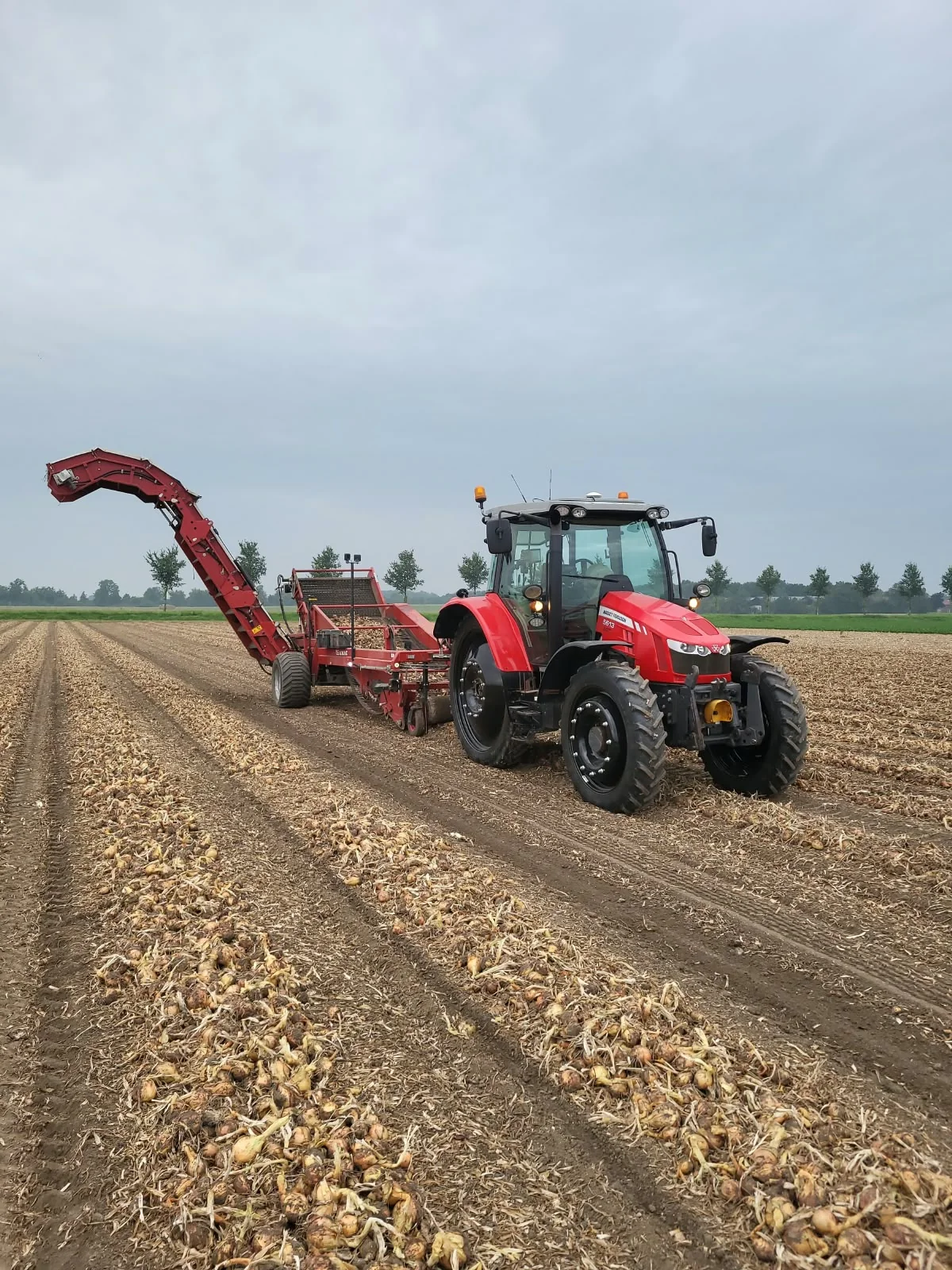 Rode tractor met oogstmachine en transportband op een uienperceel