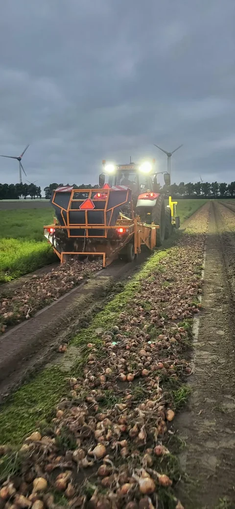 Tractor met oogstmachine tussen rijen uien in de schemering